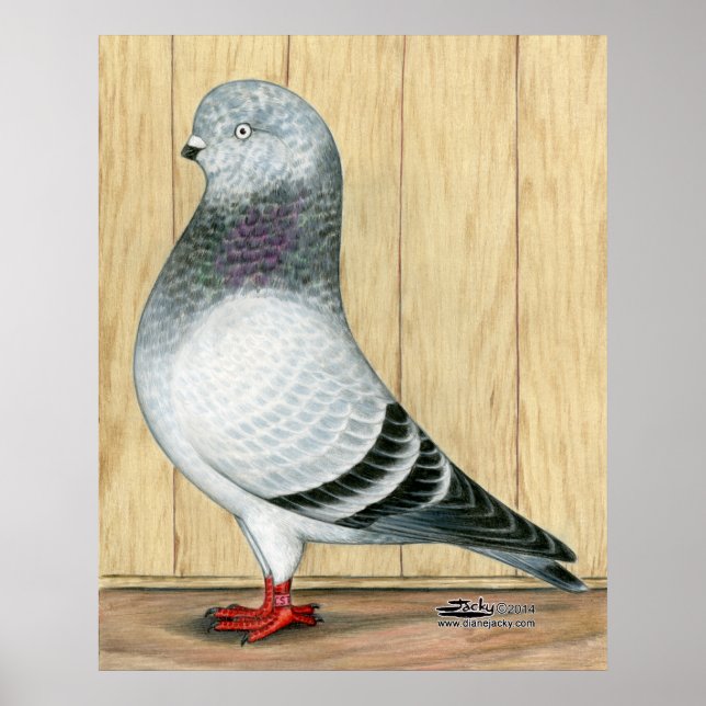 Pôster Canadense Show Tippler Pigeon Blue Grizzle (Frente)