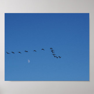 Poster Canadian geese in flight  