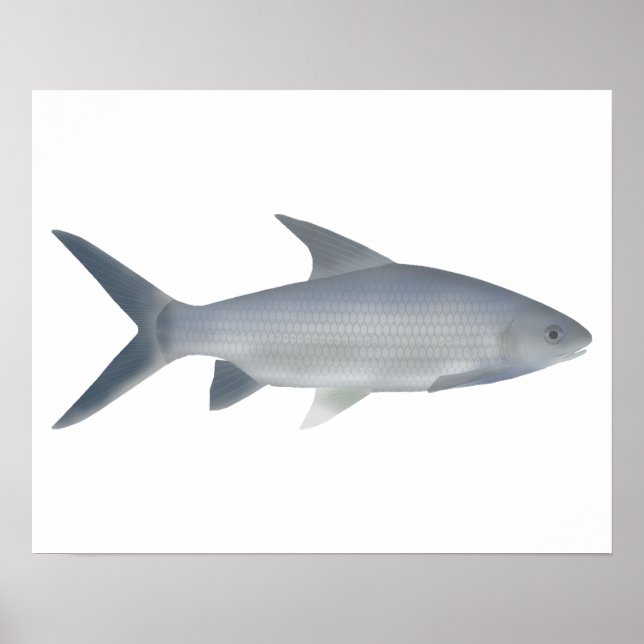 Poster Canara Barb (Frente)