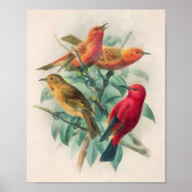 Poster Canaviais Coloridos e Folhas Verdes (Frente)