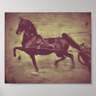 Pôster Canção de Saddlebred