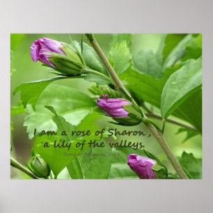 Poster Canção de Salomão 2:1