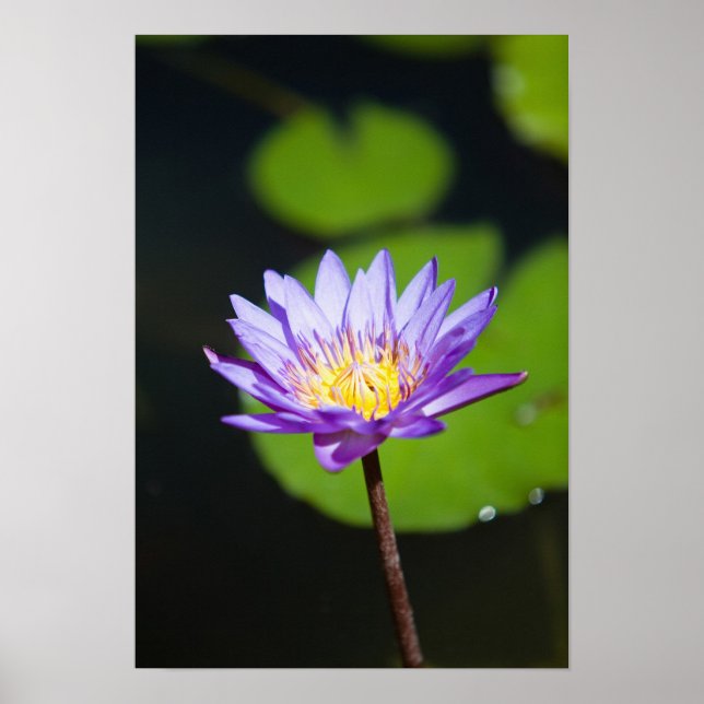 Pôster Cancun, México (Frente)