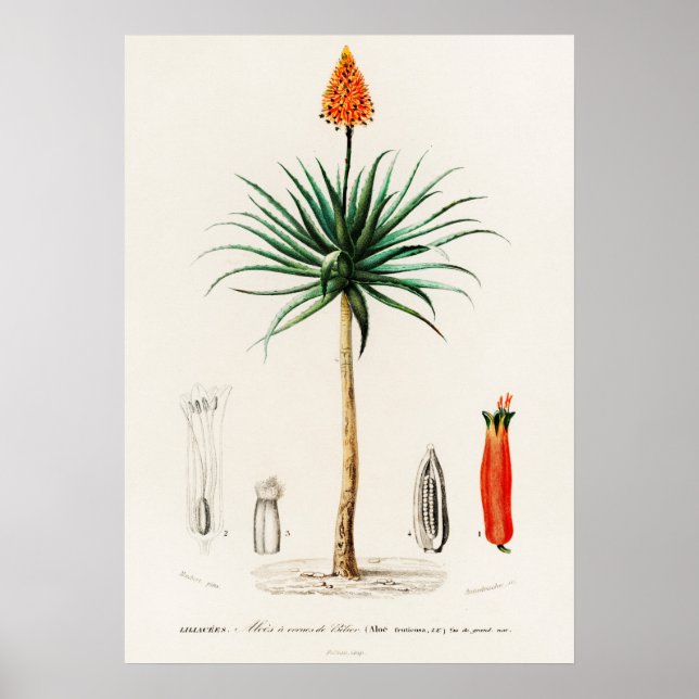 Poster Candelabra aloe (aloe fruticosa) (Frente)