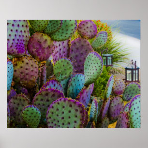 Pôster Candy Cactus