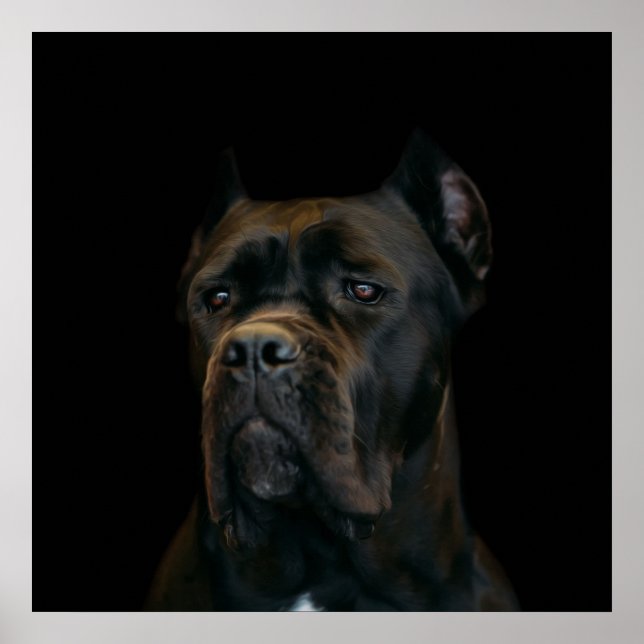 Poster Cane Corso - Italian Mastiff (Frente)