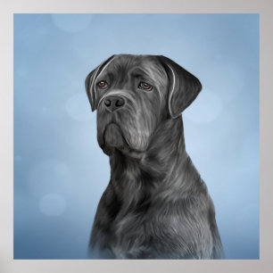 Poster Cane Corso - Mastiff Italiano