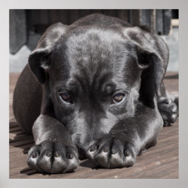Poster Cane Corso Puppy