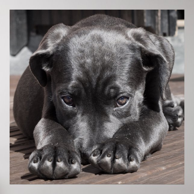 Poster Cane Corso Puppy (Frente)