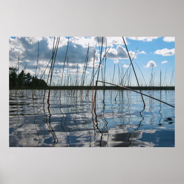 Poster Cane e reflexos no Lago Rice (Frente)