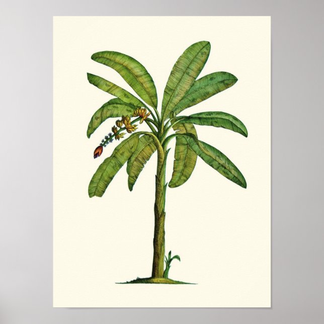 Pôster Caneta e Tinta de Banana (Frente)