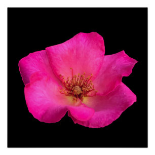 Pôster Caneta hidrográfica Rosa