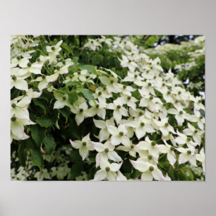 Poster Cânhamo-branco de Marshall em Flor