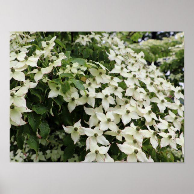 Poster Cânhamo-branco de Marshall em Flor (Frente)