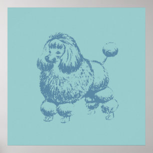 Poster Caniche