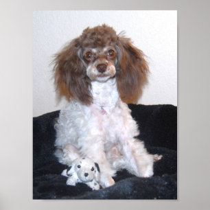 Pôster Caniche de Parti do chocolate com brinquedo