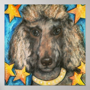 Pôster Caniche fino