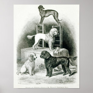 Pôster Caniches e Whippet - grupo de Sr. Walton