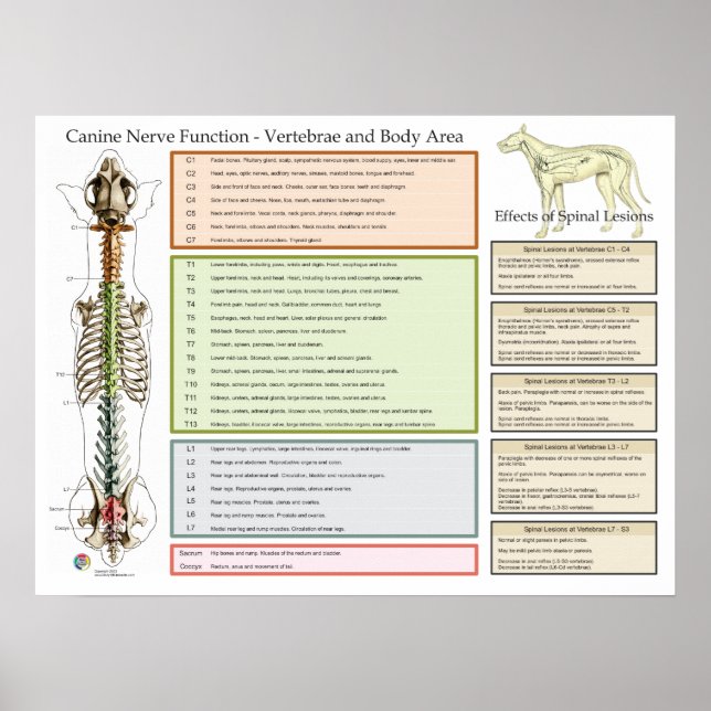 Poster Canino Dog Spinal Nervos Função Veterinária (Frente)
