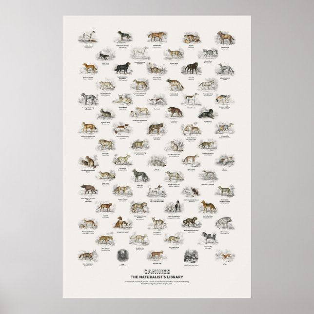 Poster Caninos - Biblioteca do Naturalista (Frente)
