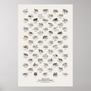 Poster Caninos - Biblioteca do Naturalista