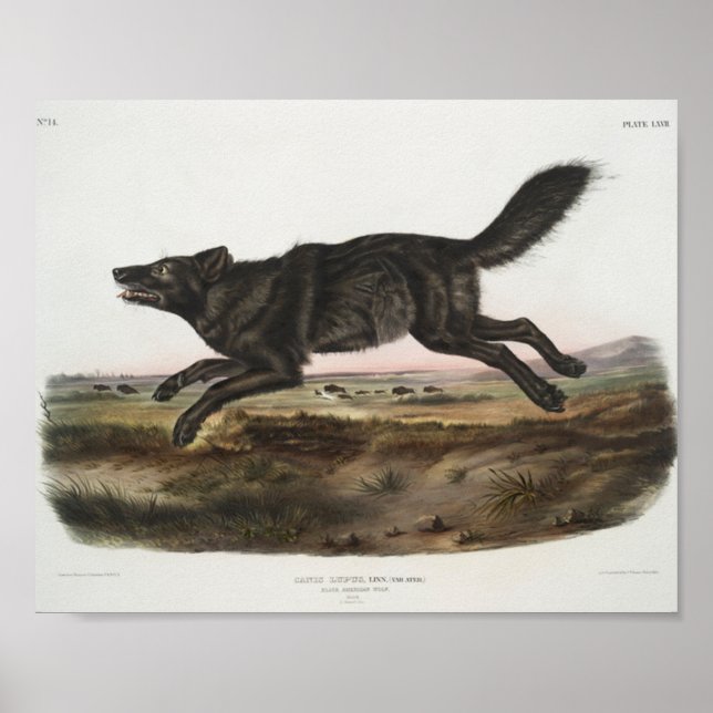 Poster Canis lupus, Lobo Negro Americano. Masculino. Anti (Frente)
