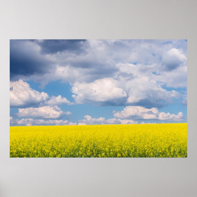Pôster Canola Field and Clouds (Frente)