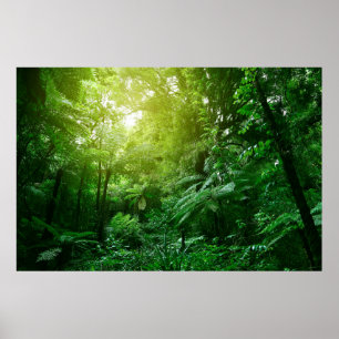 Poster Canopia da árvore solar na selva tropical