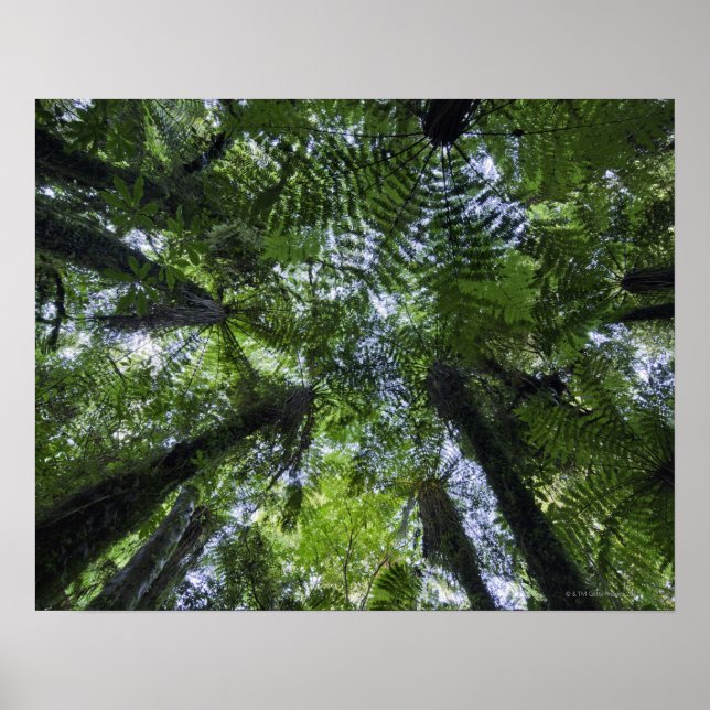 Poster Canopias de pôneis em mato-nativo (Frente)