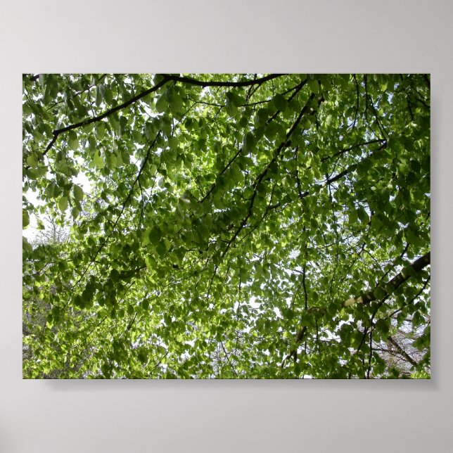 Pôster Canopy (Frente)