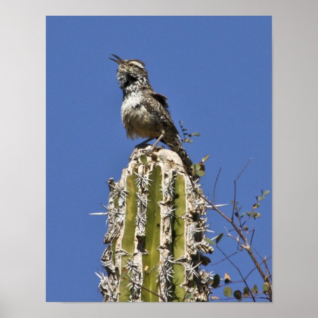 Poster Cantando Cactus Wren (Frente)