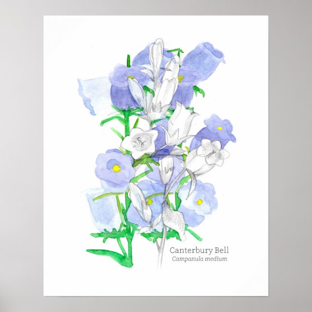 Poster Canterbury Bells Language, Vitoriana das Flores (Frente)