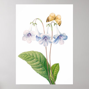 Poster "Canterbury by Pierre-Joseph Redouté