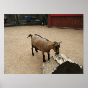 Pôster Canvas 3 de abril (11)