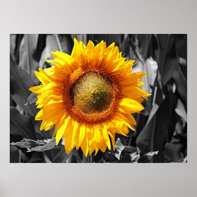 Poster Canvas Amarelo-Amarelo-preto branco monocromático (Frente)