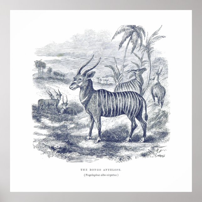 Poster Canvas Bongo Antelope Premium (Gloss) (Frente)