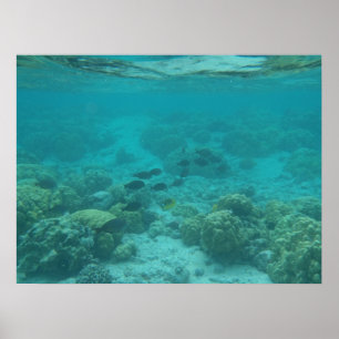 Pôster Canvas cénicos subaquáticas dos peixes tropicais
