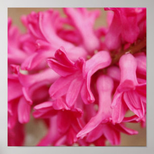 Pôster Canvas cor-de-rosa do jacinto