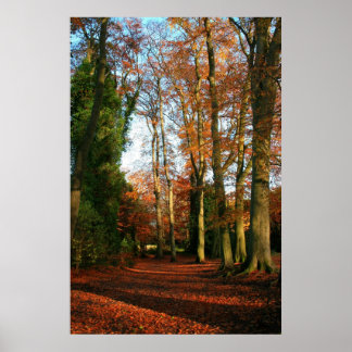 Pôster Canvas de tapetes vermelhos