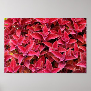 Pôster Canvas de Textura em Fundo Coleus Vermelho
