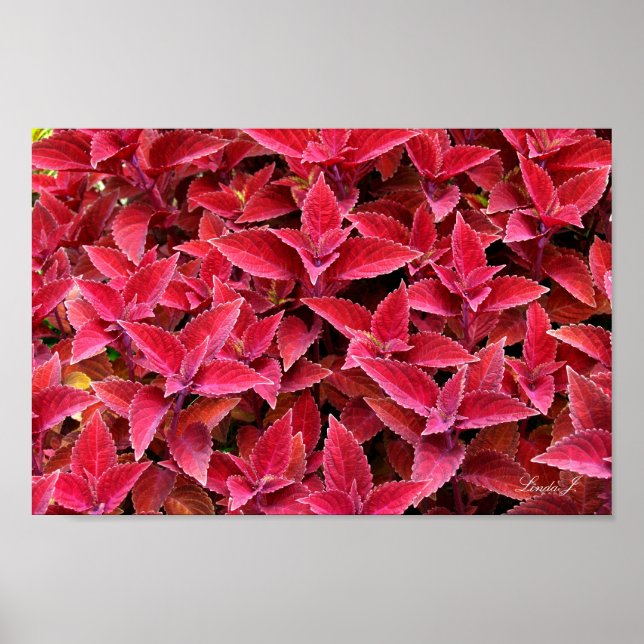 Pôster Canvas de Textura em Fundo Coleus Vermelho ou Post (Frente)