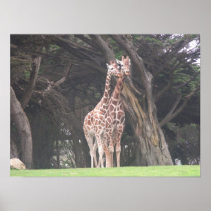 Pôster canvas dos girafas 003