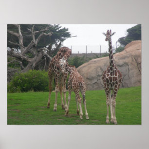 Poster canvas dos girafas 006
