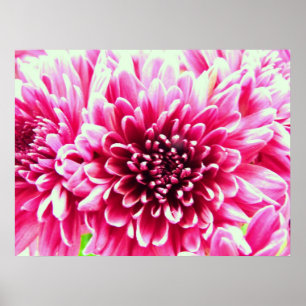 Pôster canvas enormes da flor do rosa do crisântemo