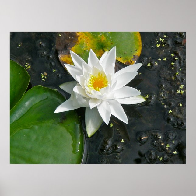 Poster Canvas Imprimir Lily Branca (Frente)