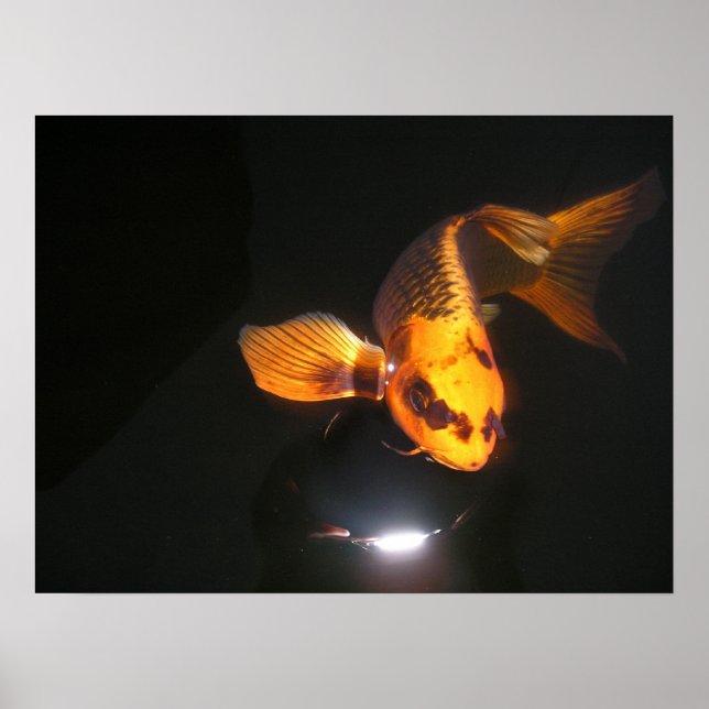Poster Canvas Koi (Frente)