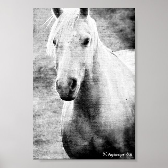 Poster Canvas Negra e Negra de Palomino (Frente)