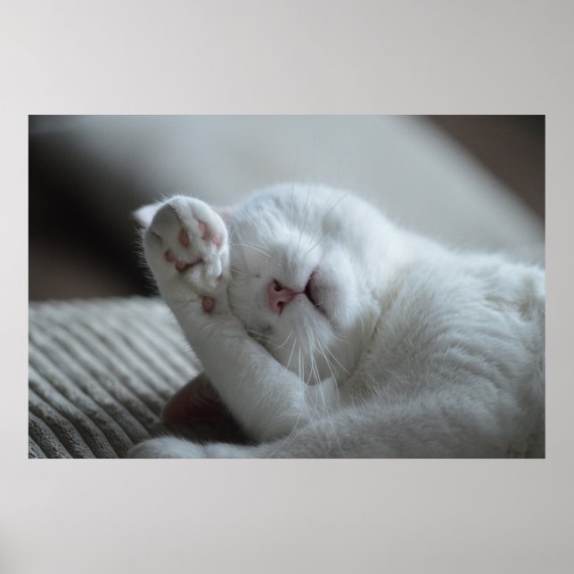 Poster Canvas Premium do Cat Nap 6 (Gloss) (Frente)