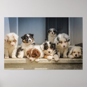 Poster Canvas Premium (Gloss) para os "Cute Puppies"