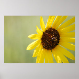 Poster Canvas selvagens retroiluminadas do girassol